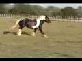 Gypsy Colt Bandera Fusilier