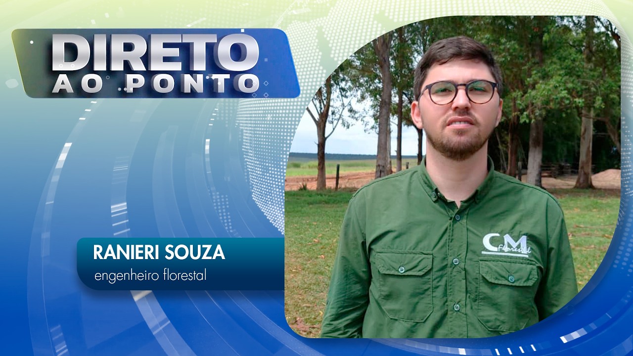 Eucalipto em Mato Grosso: técnica define sucesso na floresta | Direto ao Ponto