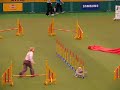 Crufts 2008 Crufts 2008