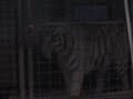 White Tigers 2 White Tigers 2