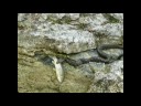 Walter Morgenstern vom NABU hat mir diese unglaublichen Fotos zugänglich gemacht, die sein Bekannter Lothar Czinczoll in den Seealpen in Südfrankreich im Rojatal gemacht hat: eine Würfelnatter (Natrix tessellata) hat eine Bachforelle (salmo trutta fario) erjagt, eindeutig an den roten Punkten zu erkennen. Die Würfelnatter bemüht sich, diese Forelle zu verzehren.mehr dazu:http://www.glemstal.info/chassezac/Tiere/reptilien-am-Chassezac.htm#wuerfelnatter