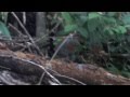 Chilean Patagonia CHUCAO, A BIRD FRIENDLY ...