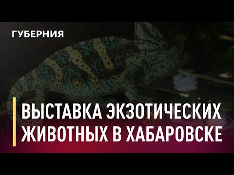 Выставка в Хабаровске