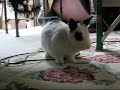 My cat and rabbit playing