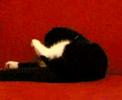 exotic cat funny quasimodo gatto