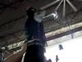 pappa roach in dallas crowd during cruefest 2008