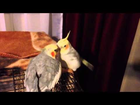 chain reaction cycles