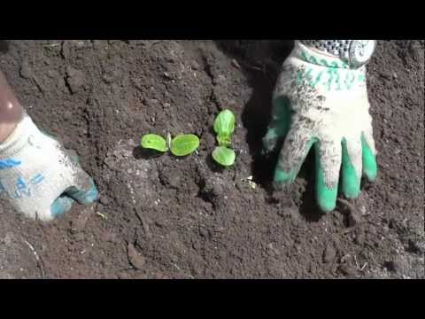 how to fertilize yellow squash