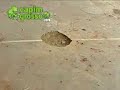Capim Grosso entregue as baratas