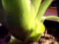bitter-sweet bromeliads