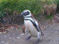 Funny penguin falling down