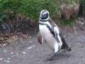 Funny Penguin Falling Down