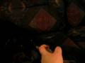 videos de Petey's got Chewie's Duckie! Part 3 of 3