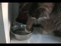 Maine coon cat drinking water