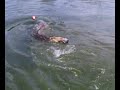 Siluro laghi I CILIEGI Vignola