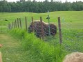 musk-ox.html