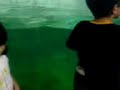 Aquario de Santos - Lobo marinho 