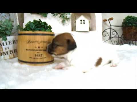 YouTube Preview Image