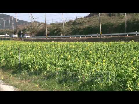 渥美半島 菜の花まつり -田原市-