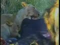 Lions Buffalo Kill 07/03/07 Djuma AM - 2 Lions Buffalo Kill 07/03/07 Djuma AM - 2
