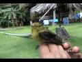 videos de Scarlet Tanager, Piranga Alinegra (Piranga olivacea)