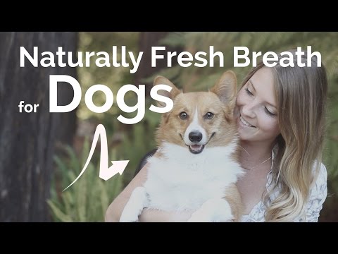 how to cure dog bad breath