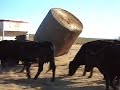 Livestock Nutrition Center