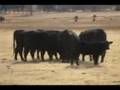 Livestock Nutrition Center