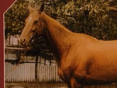 Animal X Classic Episode 9