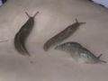 Mollusc