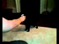 winnie playing fetch. Now with lazer sight accurac