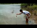 CRAZY MAN FEEDING GIANT CROCODILE