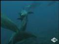 Abu Nuhas - Dolphins