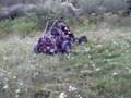Bolid