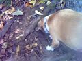 Dog Digs Man Hole!!!! In Under 30 SECONDS!!!!