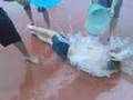 lavata..... i fioi de campocroce...la Gobbostaff