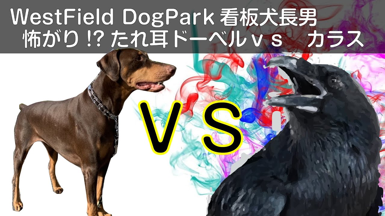垂れ耳ドーベルvsカラス 看板犬長男君ドーベルマン