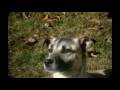 Please Help Find Cooper - Longer Version