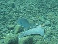 pesce balestra