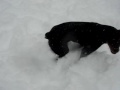 Roman playing in the December 2009 Blizzard 4
