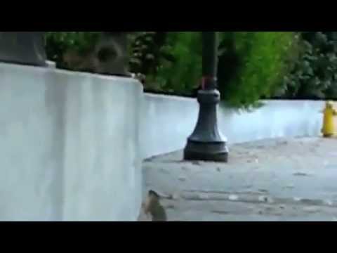Baby Squirrel Gets A Little Help