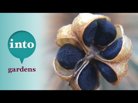 how to transplant lily bulbs