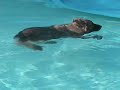Kimber swimming with orthopets brace