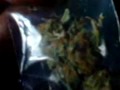 weed boys (lost in amsterdam)