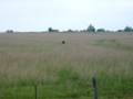 stupid cow