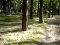 Guben MTB XC