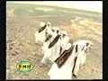 Balochistan Song  Zahedan - Chaap/Attan