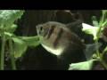 My second planted tropical fish tank part 3