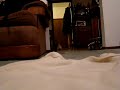 Attack of the Lhasa-Poo pups!