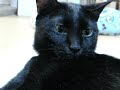 Click here to watch this video 突然の玄関チャイムに驚いて逃げるルナ夫